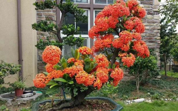 7月阳台盆栽龙船花掌握3技巧花期从3个月能延长至半年