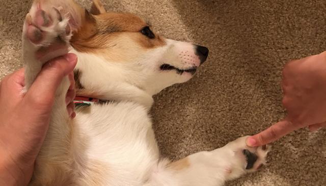 解锁逗狗新姿势挠完狗子的爪子后你一定会哭笑不得