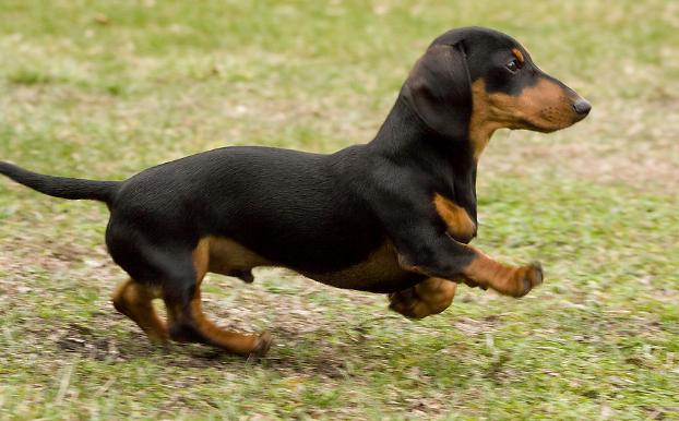 汪界腿最短的6种狗除了柯基剩下的你知道吗