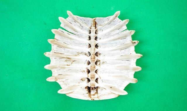 农村里经常来人收甲鱼壳他们收这个干什么甲鱼壳有什么用