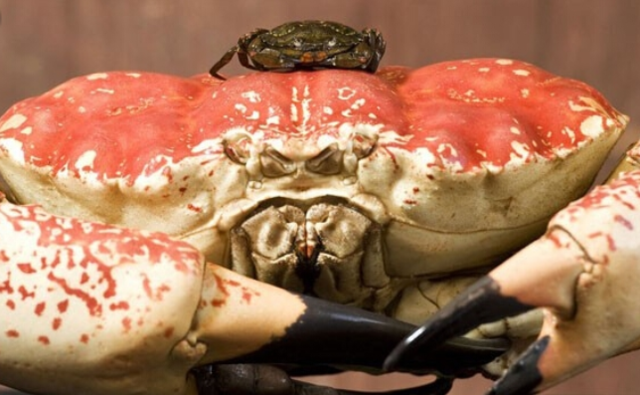 最大的螃蟹有多大?图片