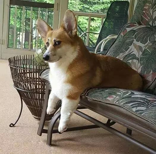 柯基|狗狗|短腿_新浪新闻