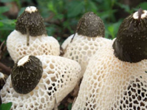 这些野菜在农村没人要,却浑身都是宝,女人常吃还能抗衰老!