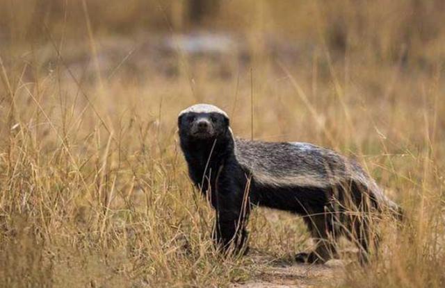 为何动物园啥都敢养,唯独不养"平头哥"?饲养员道出真实原因