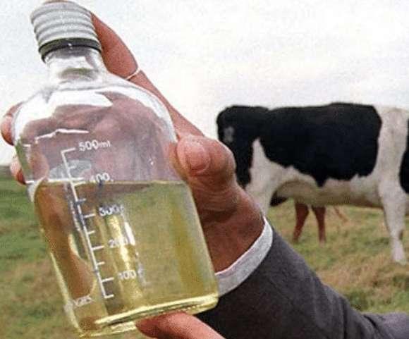 印度眼见圣水无人问津,新推"牛尿"饮料,扬言80元一瓶畅销世界