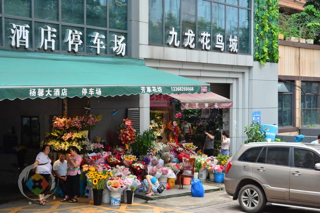 重庆杨家坪花鸟市场缺点成串环境差却因周冬雨与易烊千玺而火
