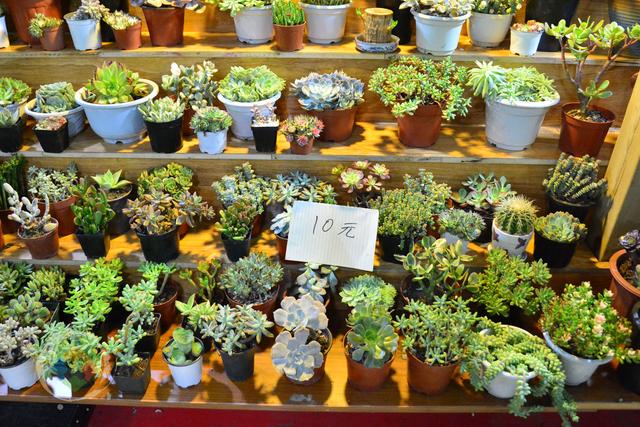 重庆杨家坪花鸟市场缺点成串环境差却因周冬雨与易烊千玺而火