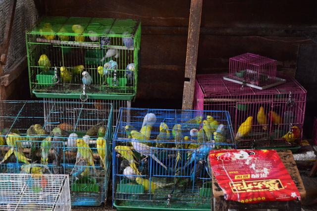 重庆杨家坪花鸟市场缺点成串环境差却因周冬雨与易烊千玺而火