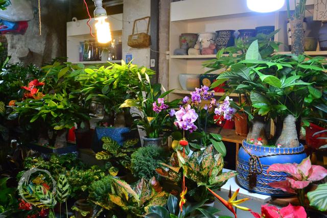 重庆杨家坪花鸟市场缺点成串环境差却因周冬雨与易烊千玺而火