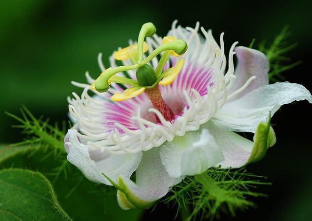 几种奇形怪状的花几乎都不认识今天算是开眼了