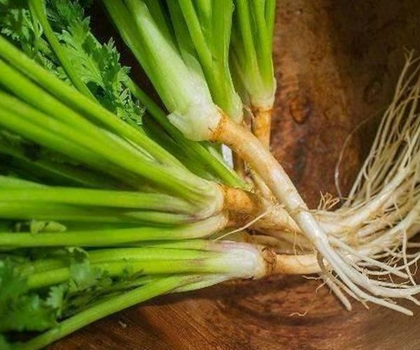 "香菜根"泡水喝,竟有4个神奇功效,男人女人都需要,早知早好