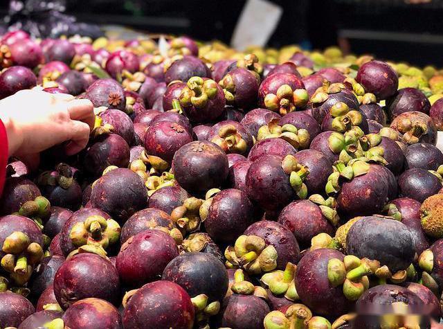 越南山竹大量滞销,中国却辗转泰国,果农哭诉:差别为何这么大?