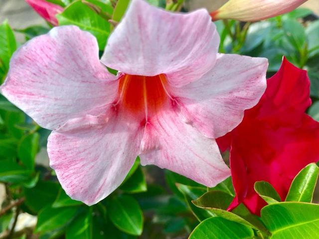 一种花开输出太强大,上百天的花期,堪称开花小能手|植株|飘香藤|花色