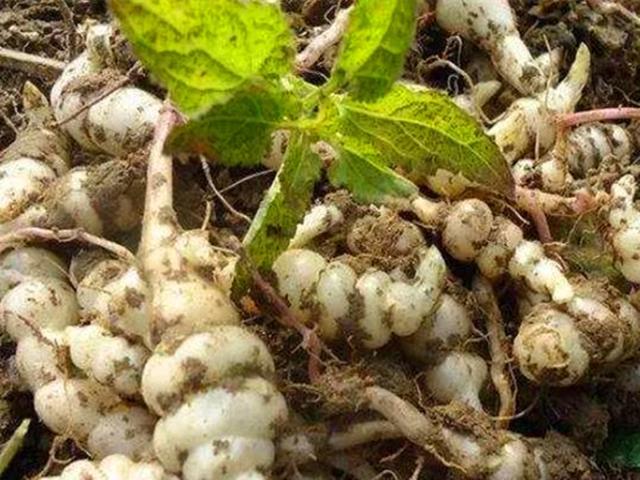 阳台盆栽3种有趣的蔬菜,不但可以食用,还能体会到种植的乐趣