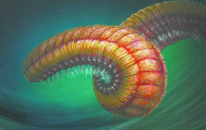 约5亿年前的"多毛生物"引轰动,生命进化史的空白或由它来填补|寒武纪