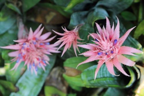 奇花异草|假叶树|植物_新浪新闻