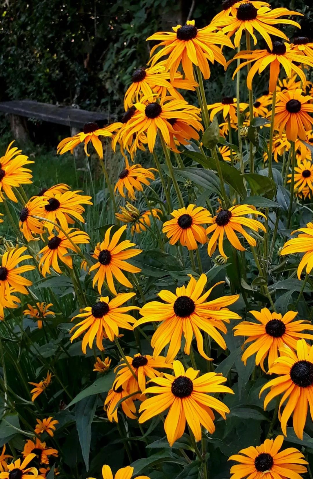 半阴处和光照充足的地方,10种夏季花不可少,花色多,花量丰富