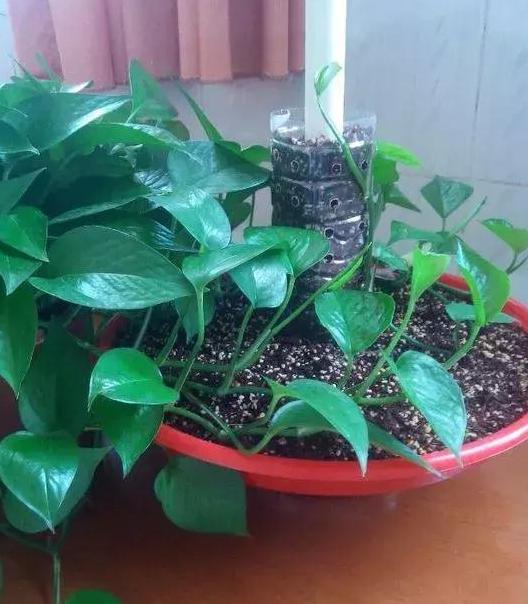 样式各异,大小不一的饮料瓶咋办?这样处理养绿萝,效果真棒!