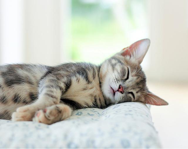 为何猫咪不爱睡猫窝?