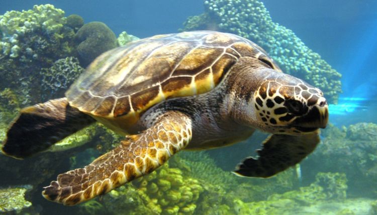 男子海中捕获罕见巨型"金龟"有人出高价收买被拒,他却偷偷放生