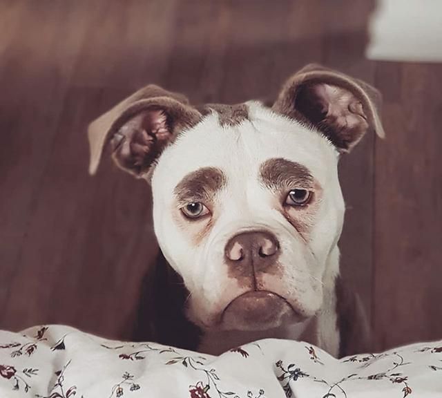 汪汪因愁眉不展被称 眉毛夫人 成世界上最的汪狂圈粉 眉毛 牛头犬 狗狗 新浪新闻 汪汪因愁眉不展被称 眉毛夫人 成世界上最的汪狂圈粉 眉毛 牛头犬 狗狗 新浪新闻