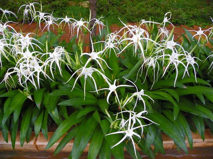 却流露出一种地狱般的死亡气息,寓意天生丽质|水鬼蕉|天生丽质|花蕊