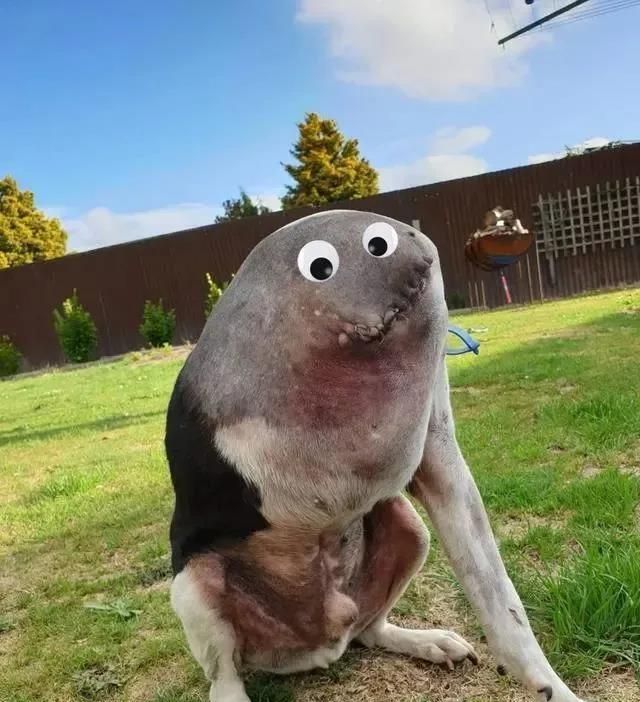 一名男子上传了一张三条腿的无头狗的照片,但很多人误解了