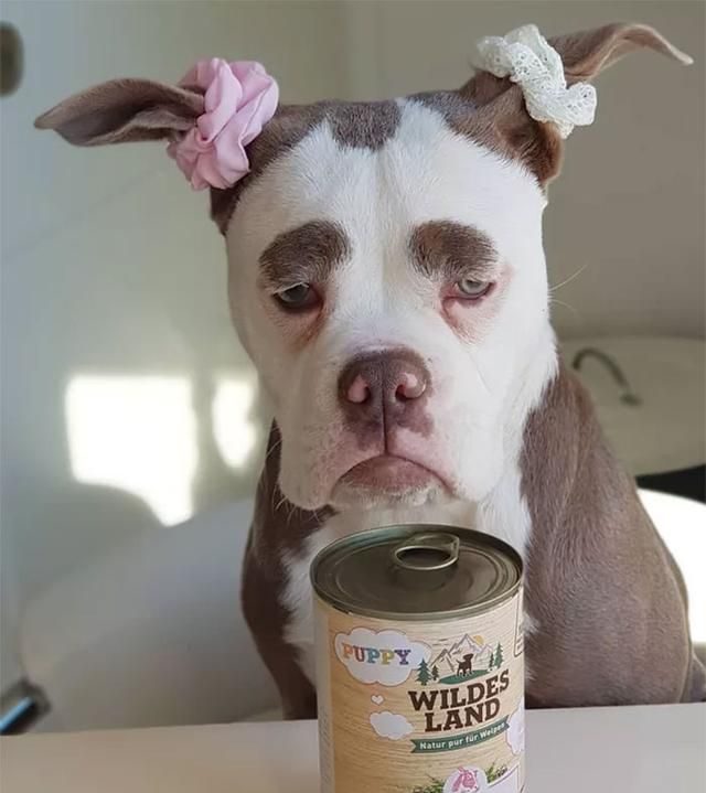 汪汪因愁眉不展被称 眉毛夫人 成世界上最的汪狂圈粉 眉毛 牛头犬 狗狗 新浪新闻 汪汪因愁眉不展被称 眉毛夫人 成世界上最的汪狂圈粉 眉毛 牛头犬 狗狗 新浪新闻