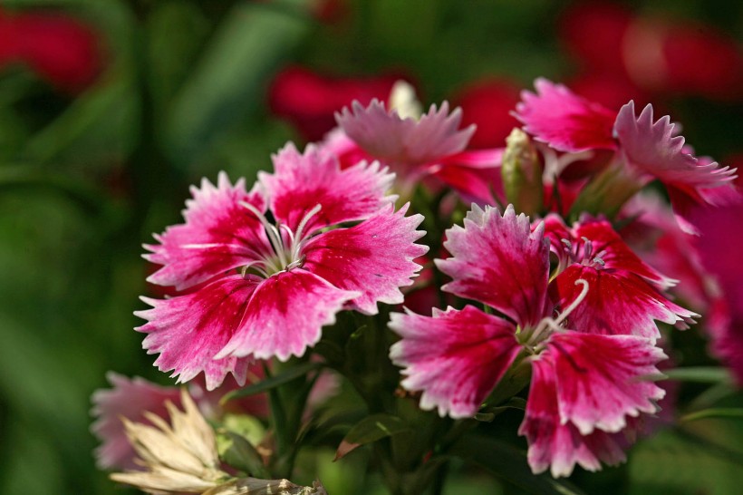 创造鬼才 脑子里永远都有新想法的星座