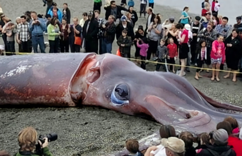 你知道最大的乌贼能有多大能长十几米长吗寿命是多长呢