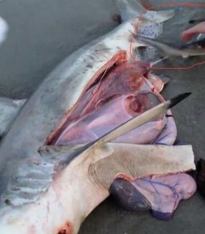海滩上发现了一条死鲨鱼没想到鲨鱼肚里还有存活的小鲨鱼