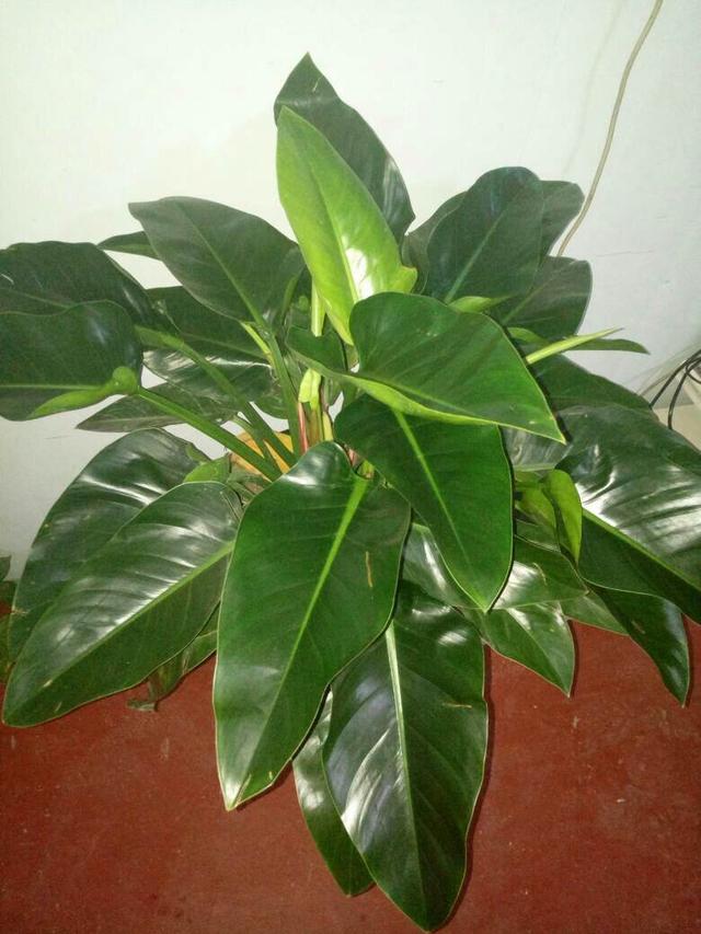 刚开始还以为是绿萝,养久了大变样,样子更高级|绿萝|喜林芋|蔓绿绒