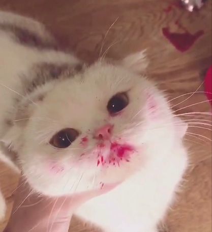 猫咪偷吃火龙果不小心打翻,抹了一脸腮红萌翻主人