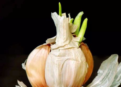 家里发芽的大蒜会有毒吗肿瘤科医生有话说解开了多年的谜底