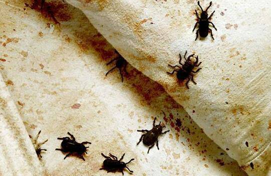 全身冒鸡皮疙瘩(全身冒鸡皮疙瘩怎么回事) 全身冒鸡皮疙瘩(全身冒鸡皮疙瘩怎么回事)