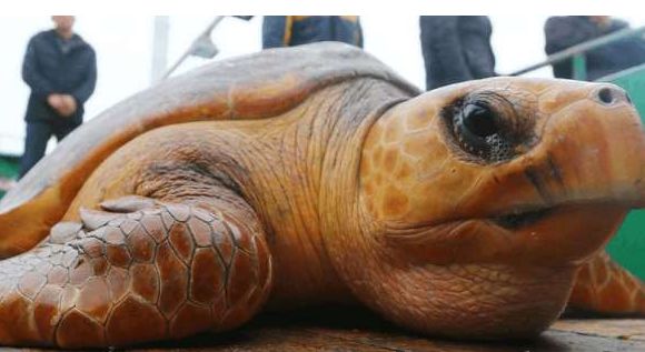 男子海中捕获罕见巨型"金龟"有人出高价收买被拒,他却偷偷放生