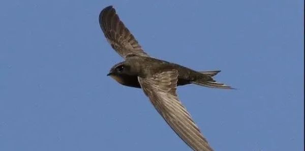 从不落地的无脚鸟连睡觉都在天上它真的一辈子都在飞吗