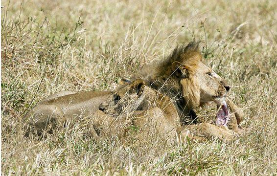 雄狮杀死现任母狮的幼崽,最后母狮也加入雄狮,分食孩子尸体