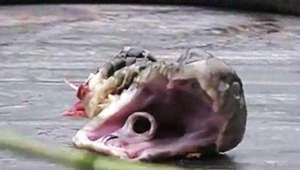 男子抓到一条眼镜蛇,砍掉蛇头后准备炖汤,没想到蛇头居然还咬人