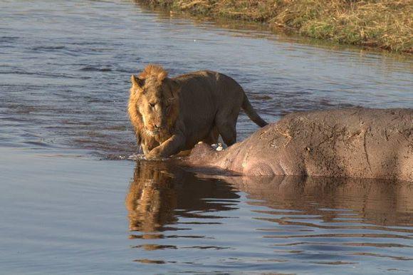 雄狮发现死河马,略带嫌弃的看了一眼后开始吃肉,这表情也是醉了