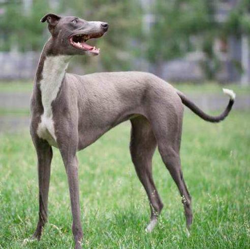 国内速度最快的一种猎犬骨瘦如柴却称霸四方丝毫不输国外灵缇