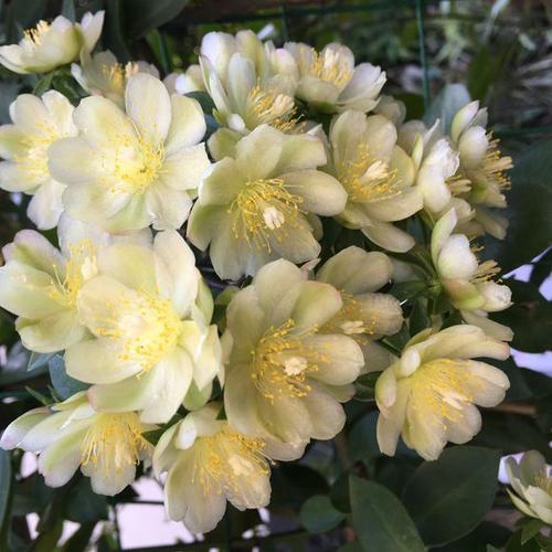 此花香味浓郁,开花仙气十足,沾土就能活,新手也会养