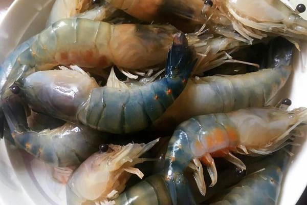 越南虾王出没长江一次产卵几千粒是否会成为下一个入侵物种