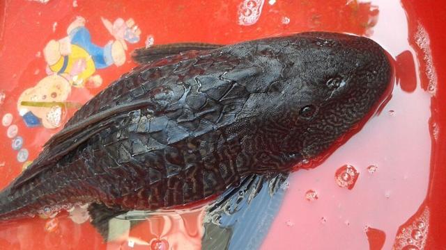 广东水库怪鱼泛滥成灾当地人表示很崩溃大坝可能不保了