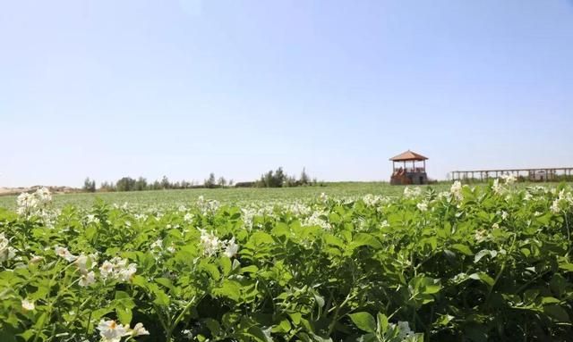 榆阳|花海|岔河_新浪新闻