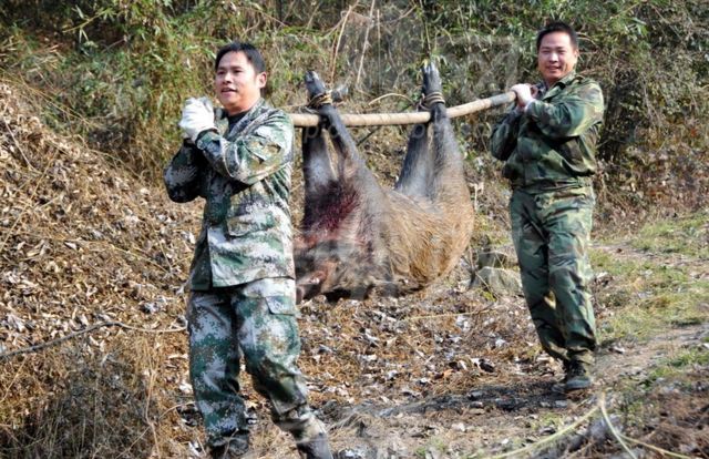 农村小伙上山打猎打了一只野猪叫人来帮忙村长却说小伙造孽