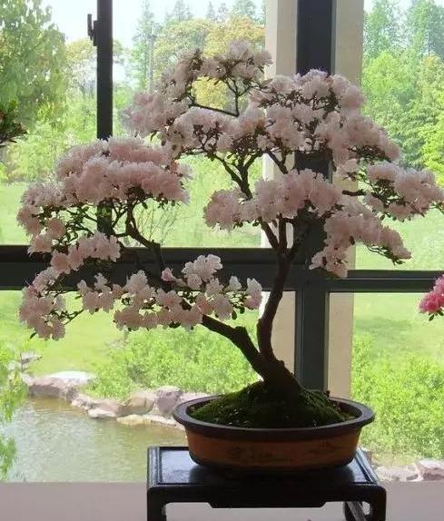 盆栽养殖云锦杜鹃多注意4个要点开花量大色艳香味浓郁