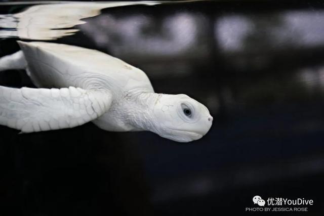 太罕见!澳大利亚出现白色海龟,是惊喜还是警告?答案令人难过!