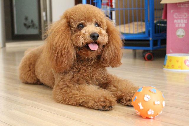 4种暴脾气的小型犬,看起来很可爱,急了连主人也咬!