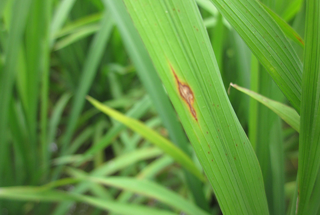 进入三伏天,高温高湿成常态,水稻稻瘟病难防难治,农民要这样做